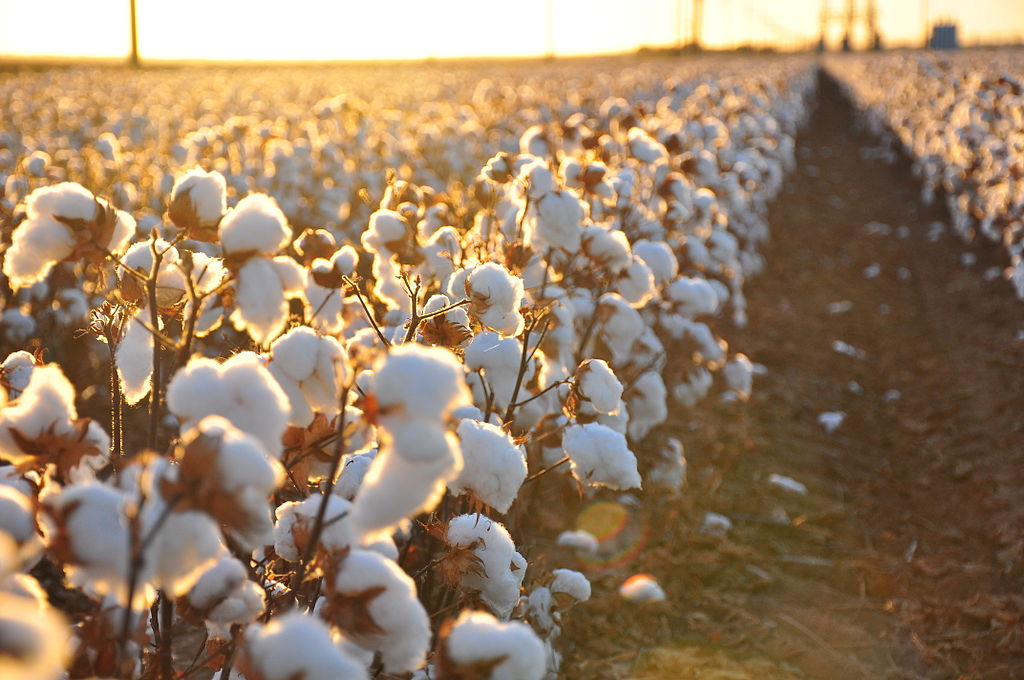 POLYESTER VS. COTTON: EXPLORING THE SUSTAINABILITY DEBATE WITH KALOPSIA, A CONSCIOUS MANUFACTURER